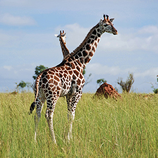 Murchison - Rothschild's giraff